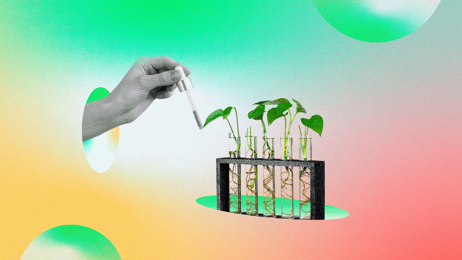 Biotecnologia na agricultura e seus impactos para o agronegócio - MJV