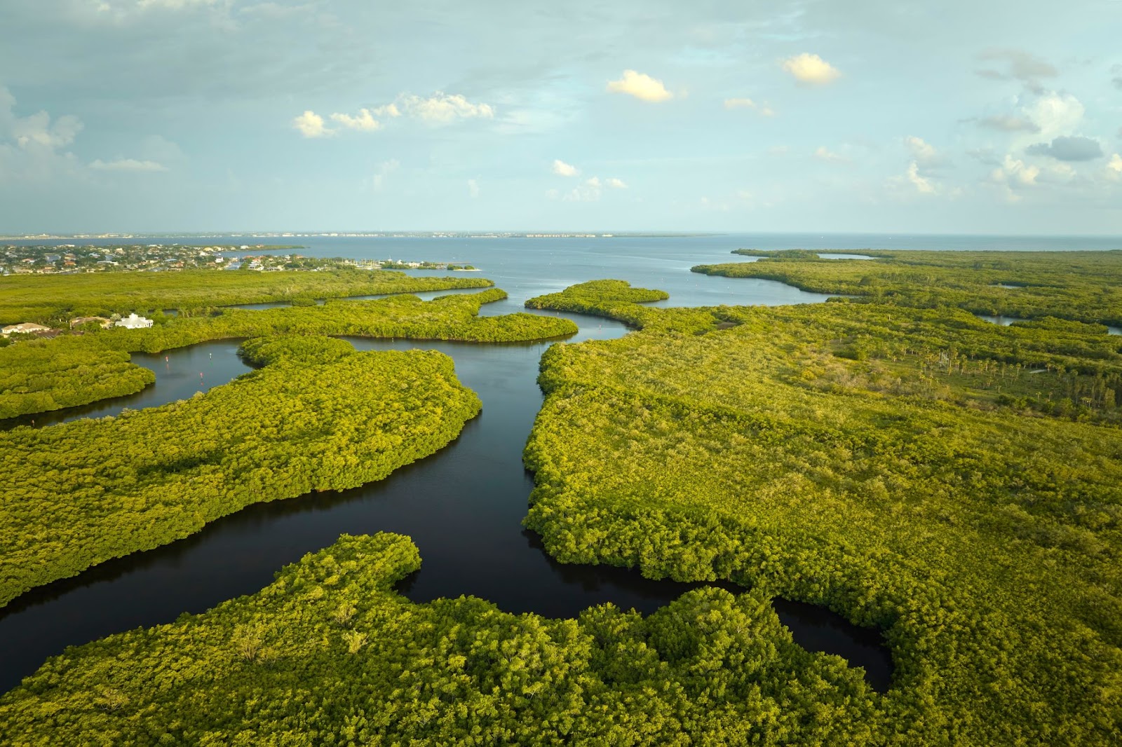 Aerial view of the wetlands, thin waterways making their way through swampy, lush green forest in Everglades National Park