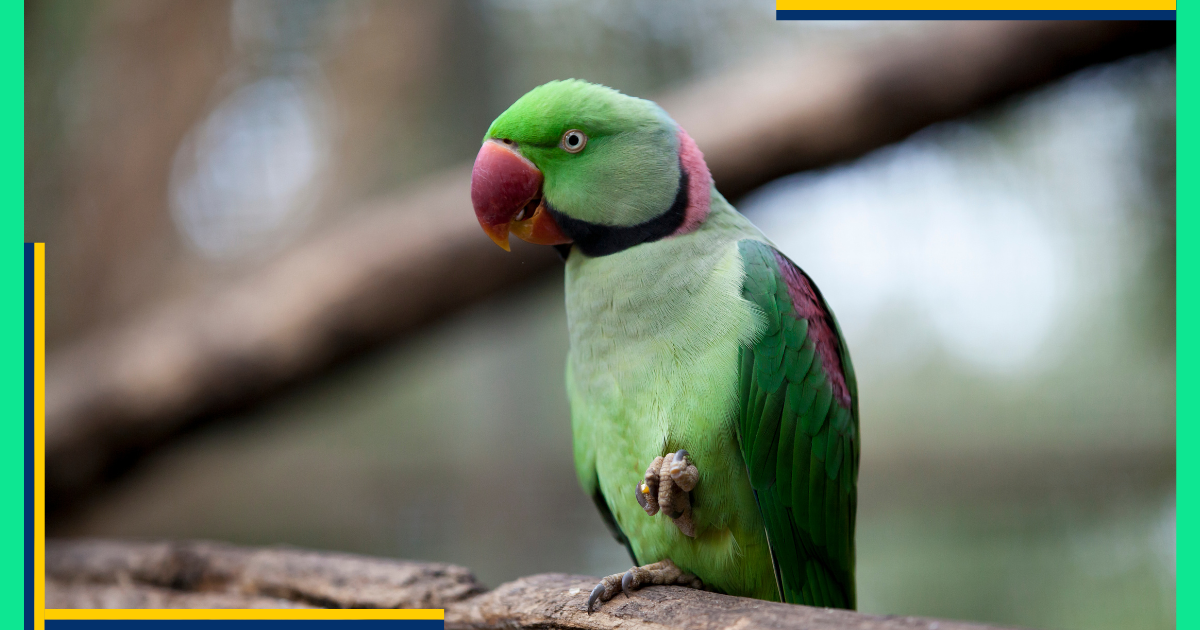 Alexandrine Parrots