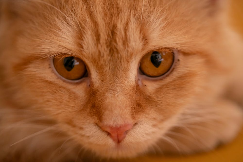 Close-Up of Ginger Cat with Amber Eyes