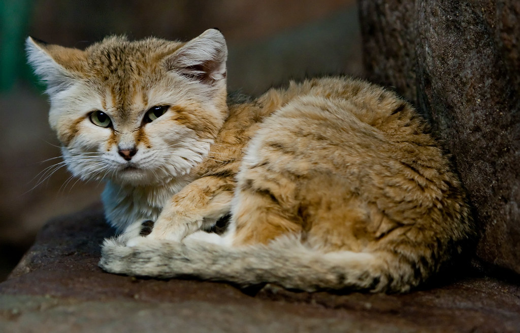 Arabian Sand Cat 
