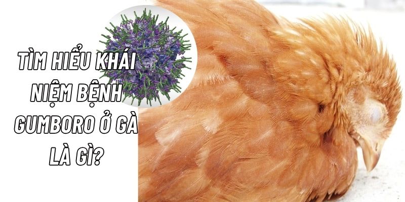 Bệnh Gumboro trên gà được hình thành bởi Virus Birnaviridae cực kỳ nguy hiểm 