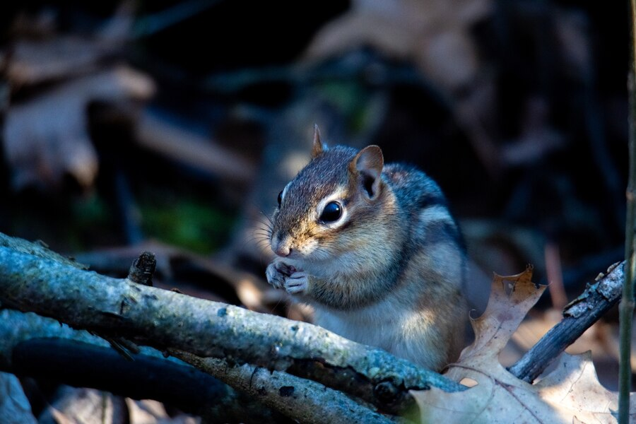 squirrel removal houston