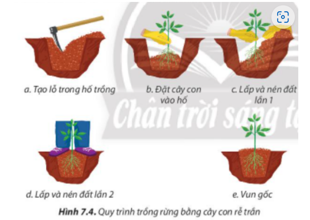 BÀI 7. TRỒNG, CHĂM SÓC VÀ BẢO VỆ RỪNG