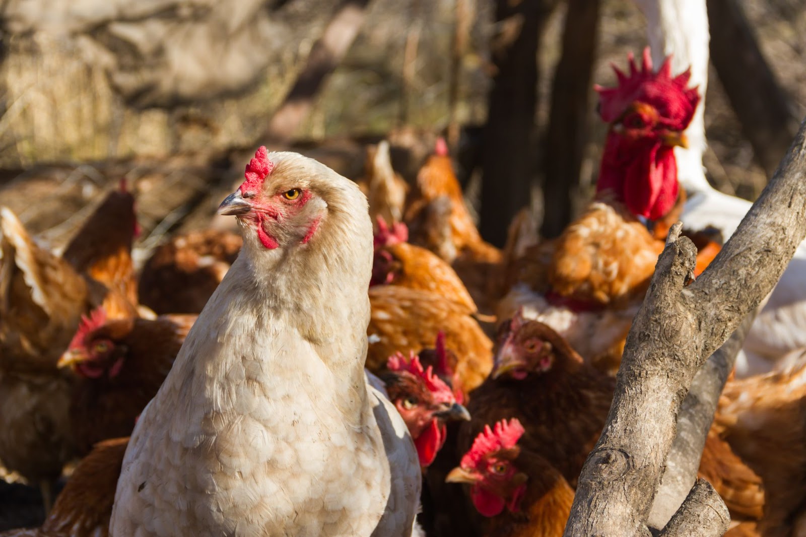 white hen in front of group of brown hens in sunlight