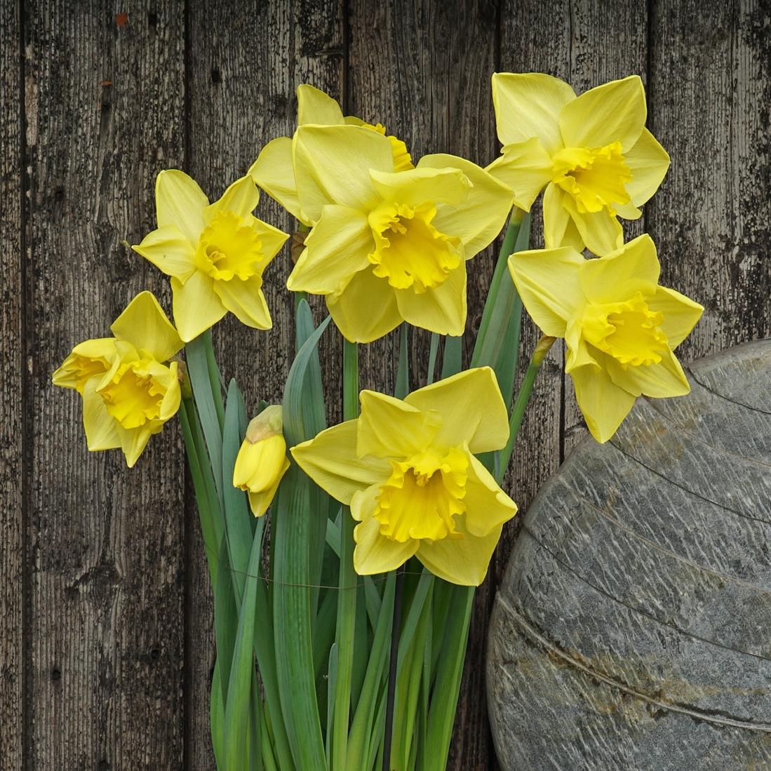 Afbeelding met narcis, plant, geel, bloemblaadje

Automatisch gegenereerde beschrijving