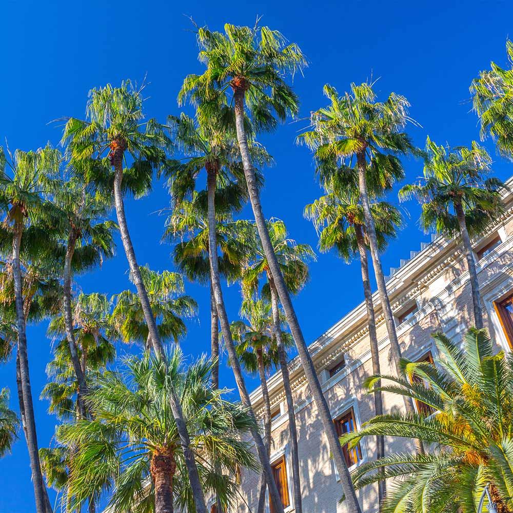 The Mexican Fan Palm Tree is one of the fastest-growing palms