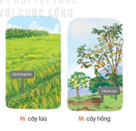  BÀI 6: MÙA VÀNG (6 tiết)TIẾT 4: LUYỆN TỪ VÀ CÂU