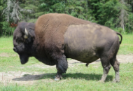 Bison