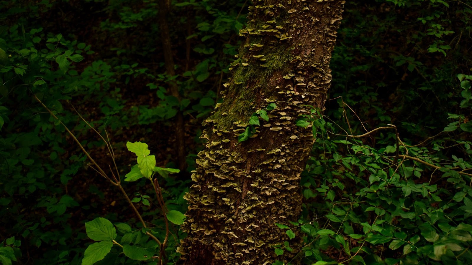 Saplings Learn from "Mother Trees"