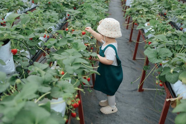 Girl Picking up Strawberries in Greenhouse