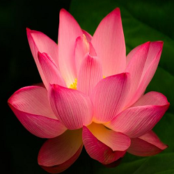 Lotus Flower