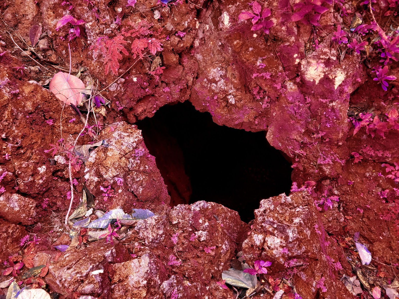 Image: Film Still from “Makahiya” by Crystal Z Campbell, 2024. Digital Film and Stereo Sound, originally commissioned by Light Work Urban Video Project at Syracuse University, and supported by a NYSCA/NYFA grant. A central hole (a cave) is surrounded by particles of purple plant matter. Image Courtesy of Crystal Z Campbell. 