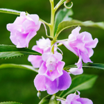 10 flowers name in punjabi
