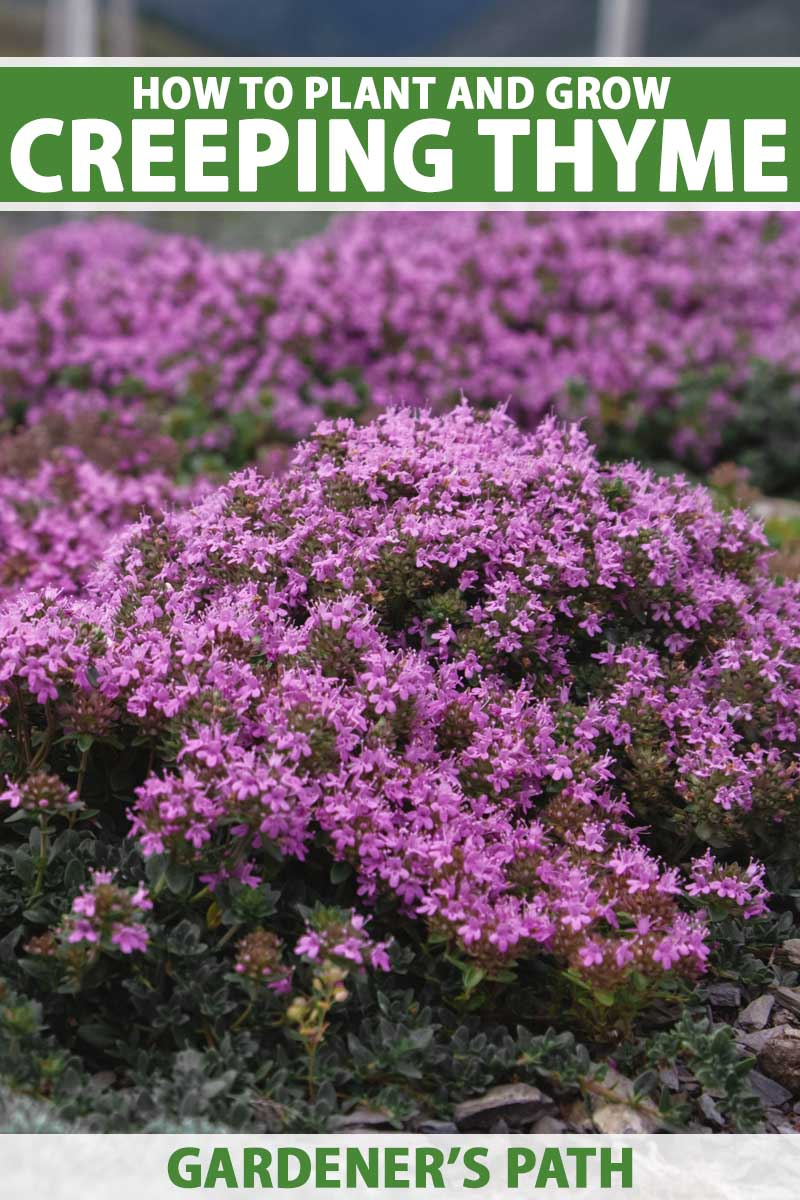 Planting and Propagation Techniques Creeping thyme