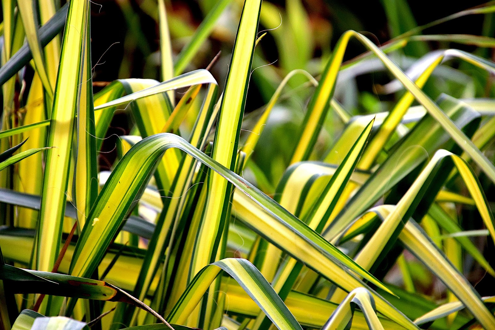 Growing Spider Plant Babies in Water