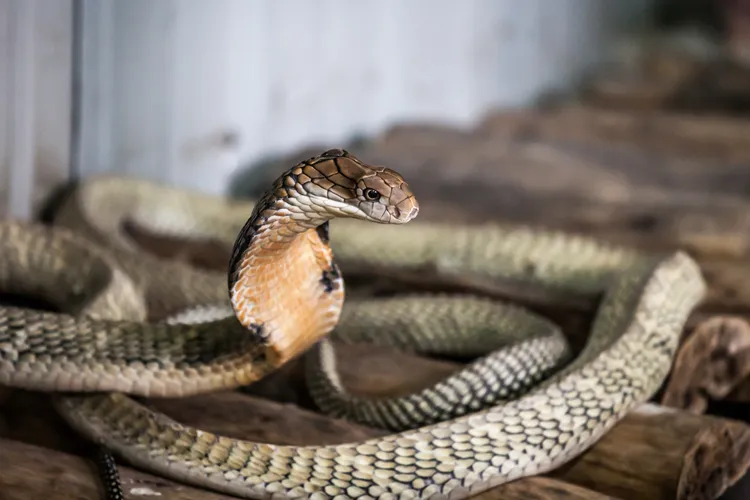 National Symbols Of India - National Reptile - King Cobra