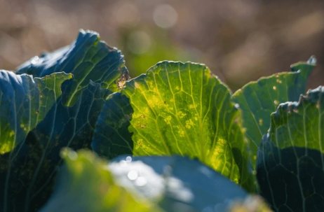 A close up of a leaf

AI-generated content may be incorrect.