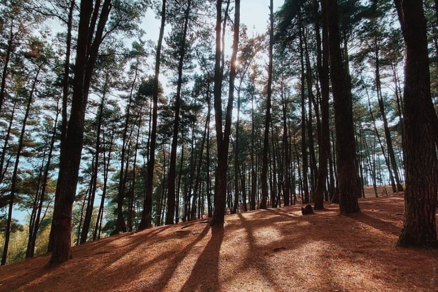 Yen Minh pine forest is beautiful all year round