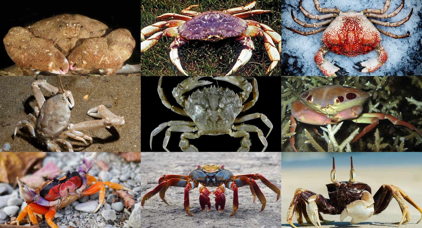 True Crabs vs False Crabs