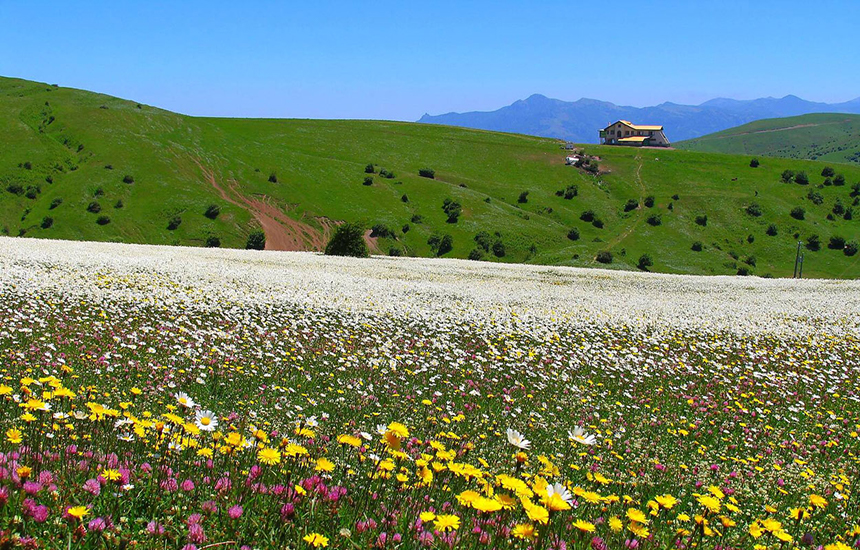 دشت بابونه در نزدیکی جنگل فندقلو