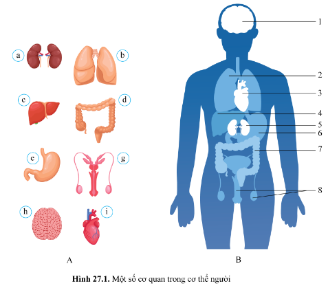 BÀI 27 - KHÁI QUÁT VỀ CƠ THỂ NGƯỜI