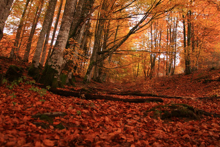 El bosque de la selva de Irati.