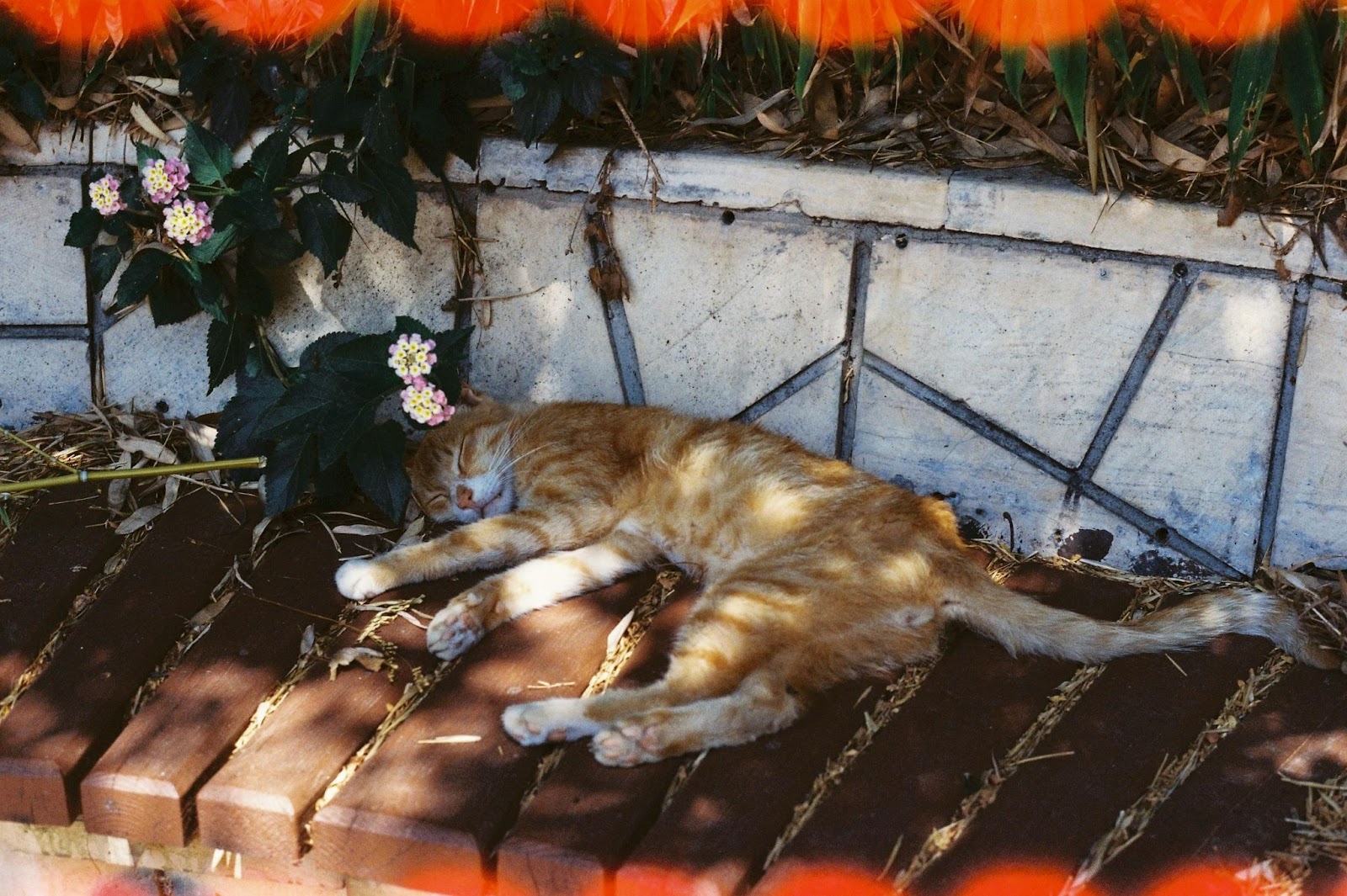 planten giftig voor katten