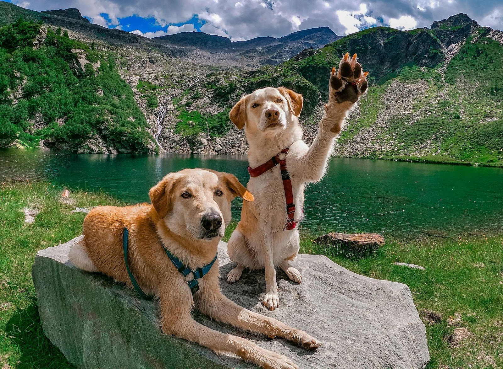 Labrador Retrievers