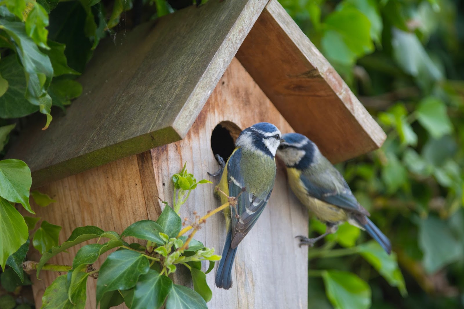 bird house pair