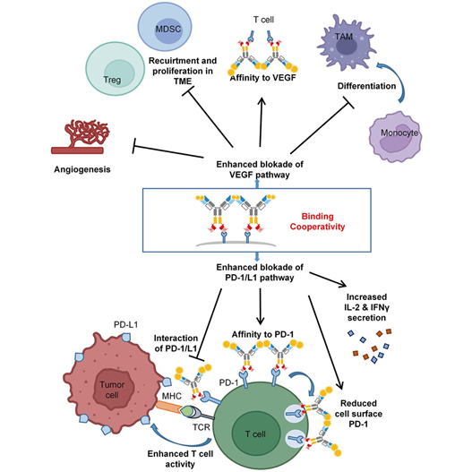 AK112: A PD-1/VEGF Bispecific Antibody