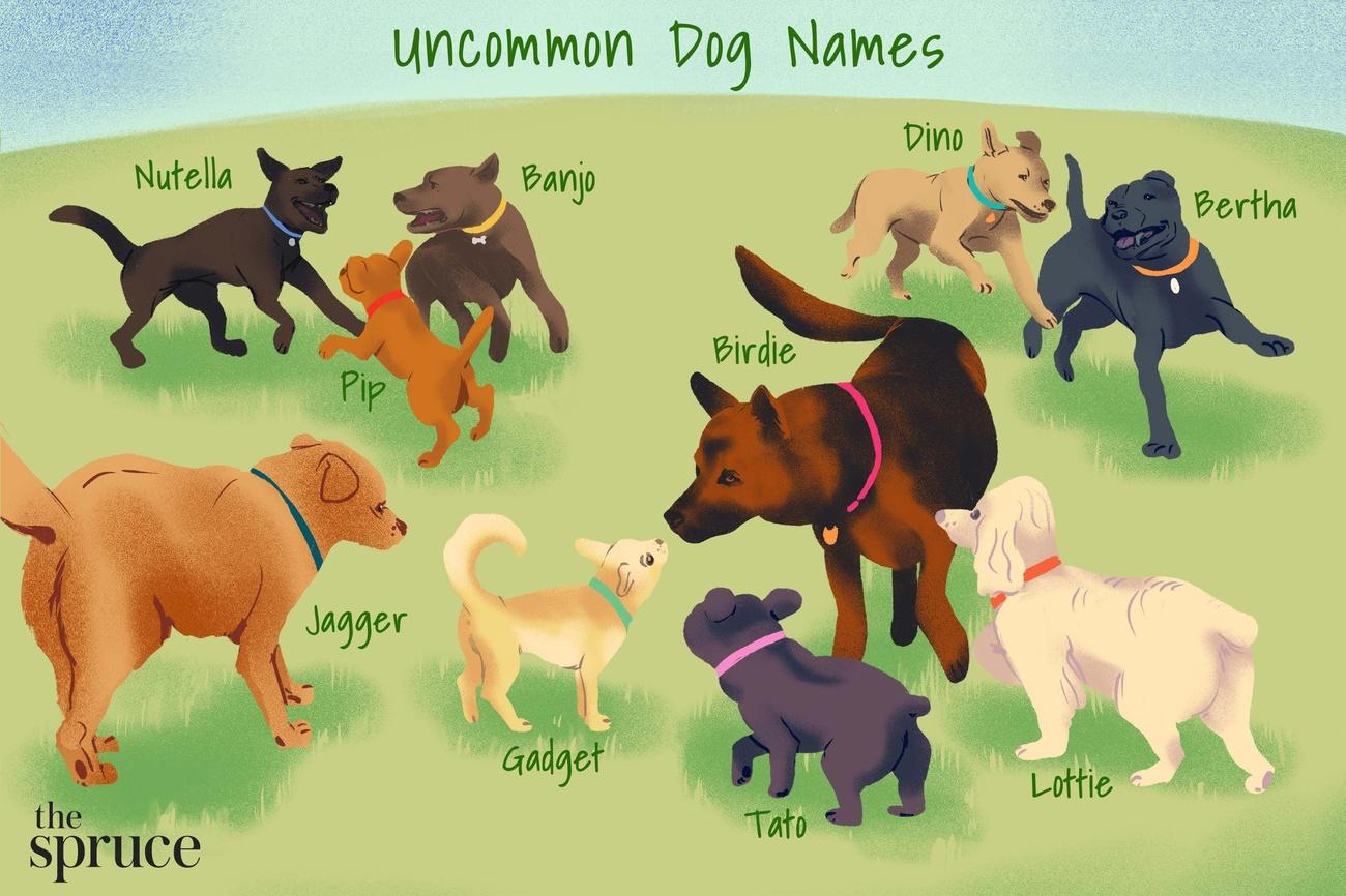 female dog names
