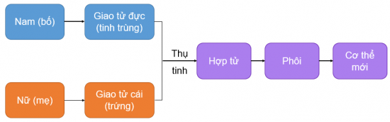 CHỦ ĐỀ 10. SINH SẢN Ở SINH VẬTBÀI 37: SINH SẢN Ở SINH VẬT1. KHÁI NIỆM SINH SẢNCâu 1: Quan sát Hình 37.1 và 37.2, em có nhận xét gì về số lượng bố mẹ tham gia sinh sản, đặc điểm cơ thể con ở sư tử và cây dâu tằm? Lấy ví dụ về sinh sản ở một số loài sinh vật khác.Đáp án chuẩn:Sinh sản ở sư tử gồm 1 bố và 1 mẹ, con sinh ra mang đặc điểm của cả bố lẫn mẹ. Sinh sản ở cây dâu tằm chỉ gồm 1 mẹ, đặc điểm của cây con giống hệt cây mẹ.VD: sinh sản ở dâu tâyCâu 2: Dự đoán hình thức sinh sản ở sư tử và cây dâu tằm.Đáp án chuẩn:Sư tử sinh sản hữu tính, dâu tây sinh sản vô tính.Luyện tập: Hình ảnh nào trong hai hình ảnh sau thể hiện sự sinh sản ở sinh vật? Giải thích.Đáp án chuẩn:Hình ảnh vịt mẹ và đàn vịt con vì có sự tăng lên về số lượng cá thể mới (vịt con). 2. SINH SẢN VÔ TÍNH Ở SINH VẬTQuan sát Hình 37.3 và trả lời câu 3,4:Câu 3: Nhận xét về sinh sản ở trùng biến hình bằng cách hoàn thành bảng sau:Đáp án chuẩn:Số cá thể tham gia sinh sản1 cá thểSố cá thể con sau sinh sản2 cá thểĐặc điểm cá thể conGiống hệt cá thể mẹ ban đầuCâu 4: Ở trùng biến hình, trong sinh sản có sự kết hợp giữa giao tử đực và giao tử cái hay không? Vì sao?Đáp án chuẩn:Không có vì chỉ có một cơ thể ban đầu phân chia cho hai cơ thể con.Câu 5: Quan sát Hình 37.4, hãy cho biết sinh sản ở cây dây nhện có điểm gì khác với sinh sản ở trùng biến hình.Đáp án chuẩn:Cây con của cây dây nhện được tạo ra từ một bộ phận của cây mẹ. Trùng biến hình: cá thể con được tạo ra trực tiếp từ cơ thể mẹ.Câu 6: Quan sát Hình 37.2 và 37.5, hãy cho biết cây con được hình thành từ bộ phận nào bằng cách hoàn thành bảng sau:Đáp án chuẩn:Đại diệnCây con phát triển từ bộ phận nào của cây?Cây dâu tâyNhánh nhỏ trên thânCây thuốc bỏngMép láCây khoai langChồi non trên củCây nghệChồi non trên củCâu 7: Em hãy nhận xét đặc điểm và số lượng cây con trong Hình 37.5 và nêu vai trò của sinh sản vô tínhĐáp án chuẩn:Cây con sinh ra giống nhau và giống cây mẹ, số lượng nhiều → giúp tạo ra số lượng lớn cá thể mới trong thời gian ngắn mà vẫn duy trì được một số đặc điểm tốt của cơ thể mẹ.Câu 8: Sinh sản sinh dưỡng là gì?Đáp án chuẩn:Là hình thức sinh sản mà cơ thể mới được hình thành từ một bộ phận (rễ, thân, lá) của cơ thể mẹ.Luyện tập: Nếu cắt từng lát cây khoai tây như hình bên cạnh thì mầm trên củ khoai tây có phát triển thành cây con được không? Vì sao?Đáp án chuẩn:Không thể vì lượng chất dinh dưỡng ở một lát khoai tây không đủ để nảy mầm, sinh trưởng và phát triển. Câu 9: Quan sát Hình 37.6, hãy mô tả sinh sản vô tính ở thuỷ tức và giun dẹp. Gọi tên hình thức sinh sản vô tính phù hợp với mỗi loại.Đáp án chuẩn:- Thuỷ tức: cơ thể mới được hình thành từ chồi con mọc lên cơ thể mẹ, chồi lớn lên có thể tách khỏi cơ thể mẹ → Sinh sản vô tính nảy chồi.- Giun dẹp: cơ thể mới được hình thành từ phân mảnh cơ thể mẹ → Sinh sản vô tính phân mảnh.Câu 10: Dự đoán đặc điểm cơ thể con so với nhau và so với cơ thể ban đầu.Đáp án chuẩn:Cơ thể con giống nhau và giống với cơ thể ban đầu.Luyện tập:Lấy một số ví dụ về hình thức sinh sản vô tính ở sinh vật.Vẽ sơ đồ một hình thức sinh sản vô tình và mô tả bằng lời.Đáp án chuẩn:Ví dụ:Vô tính nảy chồi: khoai tây, gừng, thuỷ tức, san hô,...Vô tính phân đôi: trùng đế giày, trùng biến hình,...Vô tính phân mảnh: bọt biển, giun dẹp,...Sơ đồ:San hô sinh sản vô tính bằng cách mọc chồi. Cơ thể con mọc lên từ cơ thể mẹ nhưng không tách rời mà dính liền vào cơ thể mẹCâu 11: Quan sát Hình 37.7 đến 37.10, đọc đoạn thông tin và nêu một số ứng dụng của sinh sản vô tính trong thực tiễn.Đáp án chuẩn:Nhân giống cây trồng bằng: giấm cành, chiết cành, ghép cành, nuôi cấy tế bào/mô ở thực vật.Câu 12: Nêu cơ sở khoa học của các hình thức nhân giống vô tính cây trồngĐáp án chuẩn:Quá trình nguyên phân tế bào và đặc điểm của tế bào thực vật theo nguyên tắc tính toàn năng và khả năng biệt hóa của tế bào.Luyện tập: Trong thực tiễn, con người sử dụng phương pháp giấm cành, chiết cành, ghép cành đối với những cây trồng nào?Đáp án chuẩn:- Giâm cành: mía, sắn, hoa hồng, khoai lang,...- Chiết cành: cham, cam, bưởi,...- Ghép cành: một số cây ăn quả, cây cảnh.Mở rộng: Hãy nếu những thành tựu trong thực tiễn nhờ ứng dụng nuôi cấy mô tế bàoĐáp án chuẩn:- Thành tựu: Nhân giống thành công chuối già Nam Mỹ, dâu tây chịu nhiệt,..- Ứng dụng trong việc nhân nhanh các giống cây cảnh có giá trị cao như cây hoa lan, hoa hồng,…giống cây ăn quả như chuối, dâu tây,…giống cây dược liệu như đinh lăng,…3. SINH SẢN HỮU TÍNH Ở SINH VẬTCâu 13: Quan sát Hình 37.11, hãy nhận xét sự hình thành cơ thể mới. Vẽ lại sơ đồ sinh sản hữu tính ở người.Đáp án chuẩn:- Nhận xét: hình thành cơ thể mới.- Sơ đồ: Câu 14: Vẽ và hoàn thành sơ đồ sau để phân biệt sinh sản vô tính và sinh sản hữu tính.Đáp án chuẩn:Câu 15: Hãy dự đoán đặc điểm cá thể con được sinh ra hình thành từ sinh sản hữu tínhĐáp án chuẩn:Con mang đặc điểm của cả bố và mẹ.Câu 16: Quan sát Hình 37.12, nêu các bộ phận của hoa.Đáp án chuẩn:Hoa gồm nhị hoa, nhụy hoa, tràng hoa, đài hoa.Câu 17: Quan sát Hình 37.13 và 37.14, phân biệt hoa lưỡng tính với hoa đơn tính bằng cách hoàn thành bảng sau: Đáp án chuẩn:Thành phần Hoa lưỡng tínhHoa đơn tínhHoa đựcHoa cáiNhị hoaCóCóKhôngNhuỵ hoaCóKhôngCóLuyện tập: Vẽ sơ đồ thể hiện các giai đoạn sinh sản hữu tính ở thực vậtĐáp án chuẩn:Nhị và nhuỵ chín → Thụ phấn → Thụ tinh → Quả, hạt hình thành và lớn lênCâu 18: Quan sát Hình 37.15 và đọc thông tin, hãy mô tả sự thụ phấn và sự thụ tinh bằng cách xác định thứ tự đúng của các sự kiện sau.Đáp án chuẩn:Các sự kiện trong quá trình thụ phấn và thụ tinhThứ tự đúngỐng phấn tiếp xúc với noãn.4Giao tử đực kết hợp với giao tử cái tạo thành hợp tử.5Hạt phấn rơi vào đầu nhuỵ và nảy mầm.2Ống phấn mọc dài ra trong vòi nhuỵ và đi vào bầu nhuỵ.3Nhuỵ và nhị cùng chín.1Câu 19: Hãy phân biệt thụ phấn và thụ tinh. Sản phẩm của sự thụ tinh ở thực vật có hoa là gì?Đáp án chuẩn:Thụ phấnThụ tinhLà hiện tượng hạt phấn tiếp xúc với đầu nhụy.Là hiện tượng giao tử đực kết hợp với giao tử cái tại noãn tạo thành một tế bào mới gọi là hợp tử.Sản phẩm: hợp tử.Câu 20: Quan sát Hình 37.16 và đọc thông tin, hãy cho biết quả được hình thành và lớn lên như thế nào?Đáp án chuẩn:Sau khi thụ tinh: hợp tử → phôi, noãn → hạt chứa phôi, bầu nhuỵ → quả chứa hạt. Tế bào phân chia → Quả lớn lên, cánh hoá, nhị hoa, vòi nhuỵ khô và rụng.Câu 21: Quả có vai trò gì đối với đời sống của cây và đời sống con người?Đáp án chuẩn:- Đời sống của cây: bảo vệ hạt và giúp hạt phát tán, hấp dẫn động vật ăn quả giúp cho sự phát tán nòi giống.- Con người: nguồn cung cấp chất dinh dưỡng quan trọng.Luyện tập: Vẽ và hoàn thành sơ đồ về sinh sản hữu tính ở thực vật.Đáp án chuẩn:Câu 22: Quan sát Hình 37.17 và 37.18, vẽ sơ đồ chung về sinh sản hữu tính ở động vật.Đáp án chuẩn:Câu 23: Nêu một số hình thức sinh sản hữu tính ở động vật. Vẽ sơ đồ phân biệt các hình thức sinh sản đó.Đáp án chuẩn:Sơ đồ:Câu 24: Dự đoán đặc điểm con sinh ra. Theo em, đặc điểm này có ý nghĩa gì đối với sinh vật?Đáp án chuẩn:Con sinh ra mang đặc điểm của cả hai bố mẹ → Tạo ra những cá thể mới đa dạng, kết hợp được các đặc tính tốt của bố và mẹ → Thích nghi tốt hơn.Luyện tập:Hãy kể tên vật nuôi có hình thức sinh sản hữu tính là đẻ con hoặc đẻ trứng.Nêu vai trò của sinh sản hữu tính đối với sinh vật và trong thực tiễn.Đáp án chuẩn:- Đẻ con: chó, mèo, trâu, bò, lợn,...- Đẻ trứng: gà, vịt, ngan, ngỗng, cá, tôm,...- Vai trò: duy trì nòi giống, kết hợp được các đặc tính tốt, giúp thích nghi tốt hơn, tạo ra nguồn nguyên liệu cho sản xuất và thực phẩm.Câu 25: Theo em, sinh sản hữu tính có những ưu điểm nào? Con người đã ứng dụng sinh sản hữu tính trong thực tiễn nhằm mục đích gì?Đáp án chuẩn:- Ưu điểm: Tạo ra các cá thể mới đa dạng về các đặc điểm di truyền - Mục đích: tạo ra con giống vật nuôi, cây trồng theo nhu cầu; tạo ra con lai có sức sống tốt, năng suất cao.BÀI TẬP