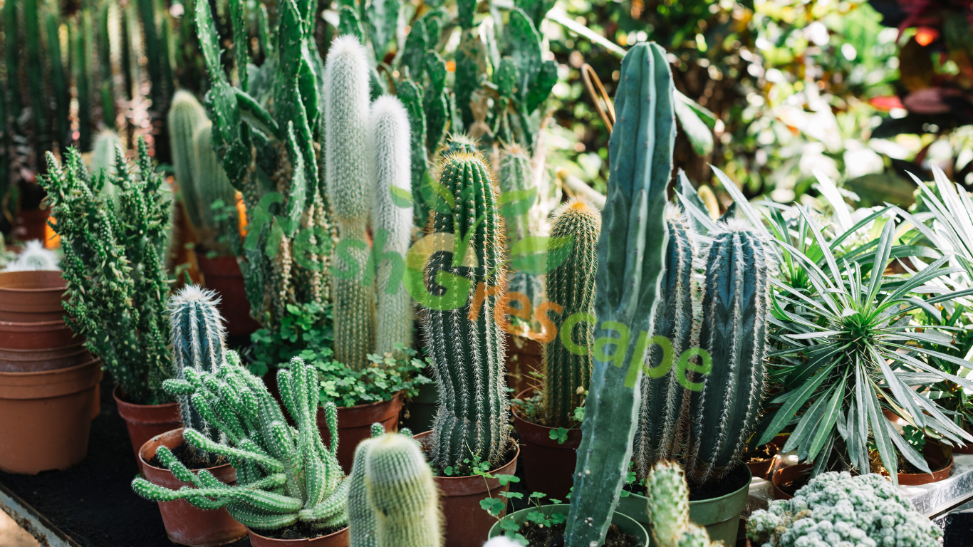 Cactus-is-different-from-other-plants
