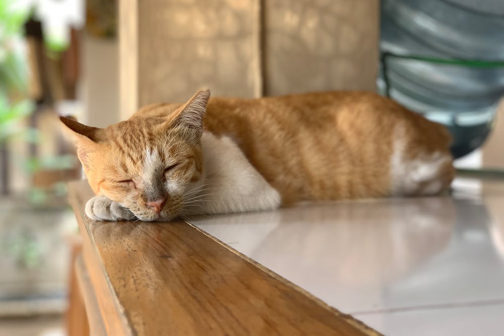 Orange Tabby Cat Lying on Wooden Table