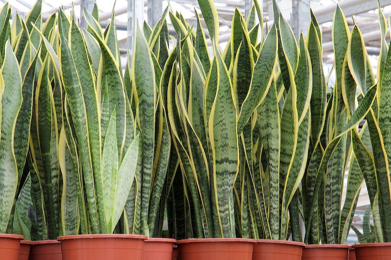 Snake Plants