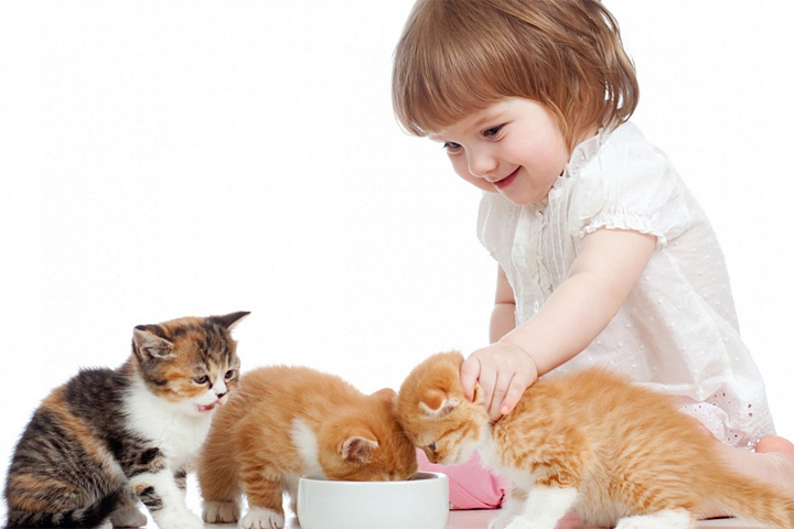 باقلا برای گربه
