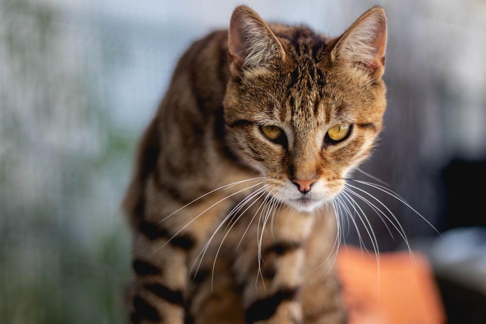 Close-up Photo of Brown Tabby Cat
