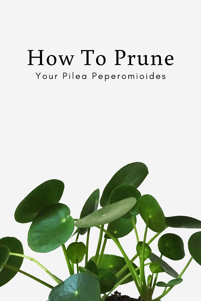 Pruning Chinese Money Plant