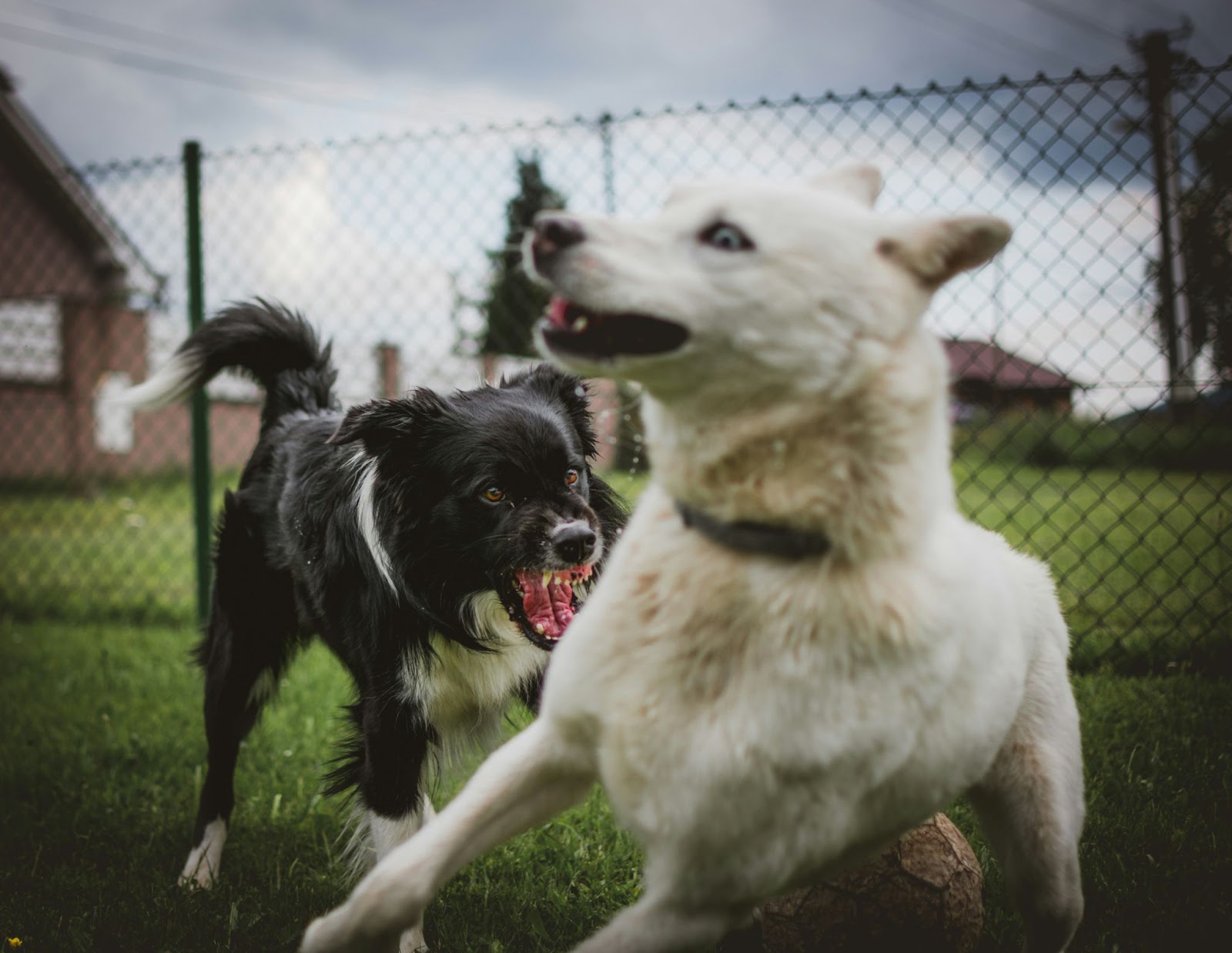 Rottweilers vs. German Shepherds: The True Test of Loyalty 1