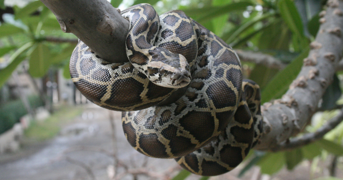  A Burmese python coiling around a tree branch.