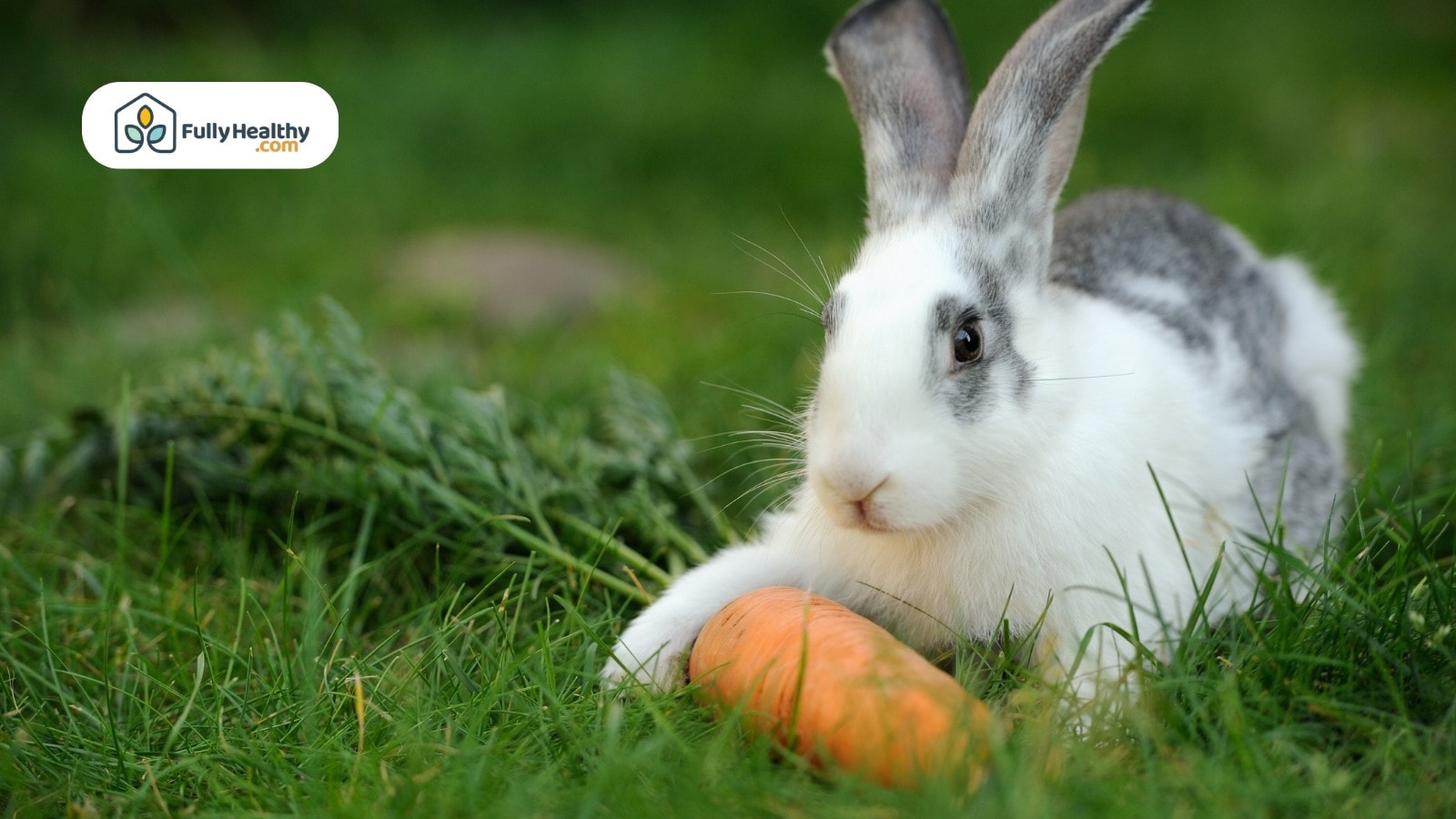 Cute white rabbit lying on grass holding a carrot