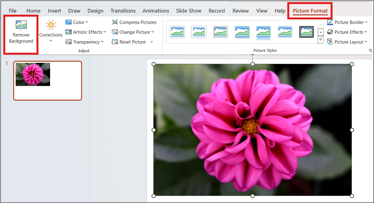 Remove Background option in PowerPoint interface under the Picture Format menu.