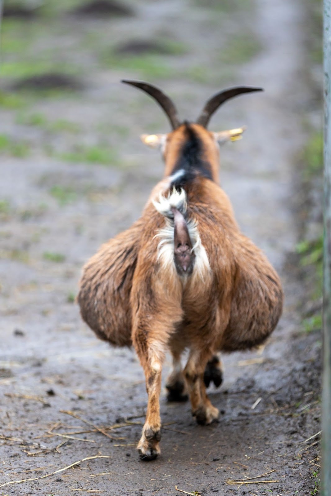 Pregnant Goat