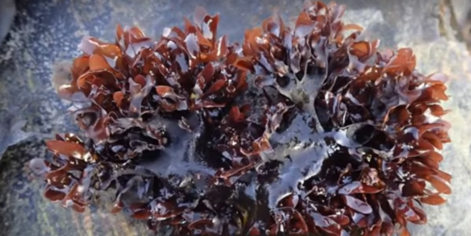 Sea Moss: A Nutrient Powerhouse