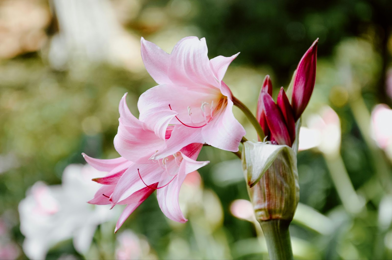 Delicate flower in blossom in garden