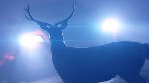 TN deer-related crashes: What to watch ...