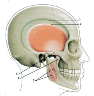 http://www.osteopatheaparis.fr/page35/page1/page50/page51/files/pasted-graphic.jpg