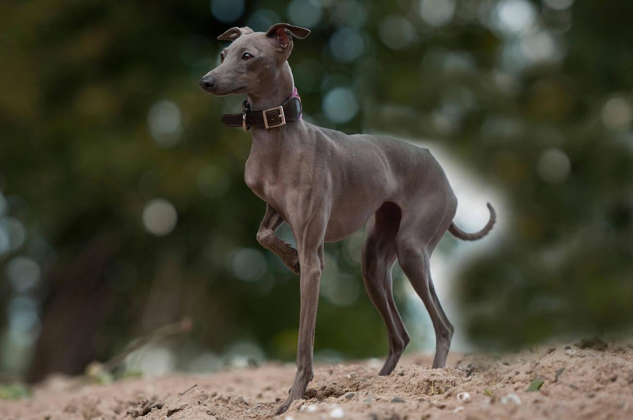 Italian Greyhound