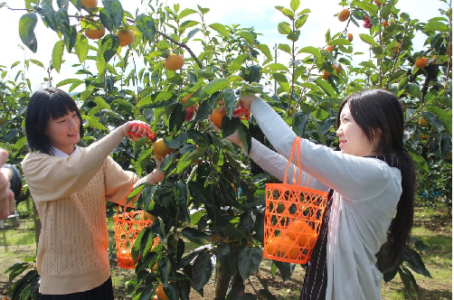 KINH NGHIỆM HÁI TRÁI CÂY THEO MÙA Ở NHẬT BẢN - CÔNG TY TNHH TMDV VÀ DU LỊCH  QUỐC TẾ DANACÔNG TY TNHH TMDV VÀ DU LỊCH QUỐC TẾ DANA